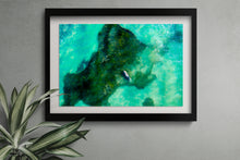 Load image into Gallery viewer, Florida Manatee