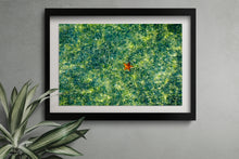 Load image into Gallery viewer, Miami Starfish
